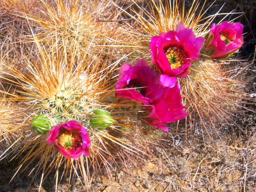 Cactus Flower.